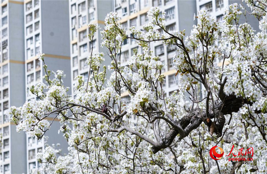 梨花盛開宛如春日白雪。人民網(wǎng) 李龍攝